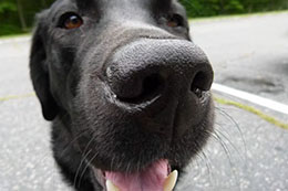 Peanut the lab
